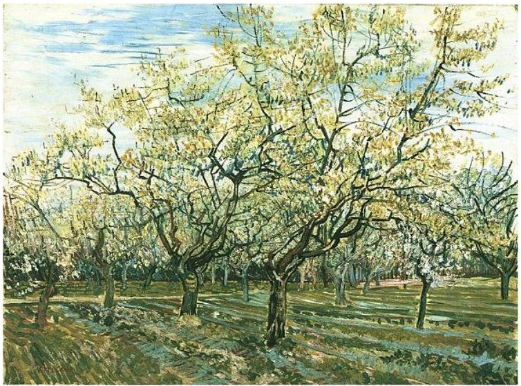 Frukthage med blomstrende plommetrær av Vincent van Gogh