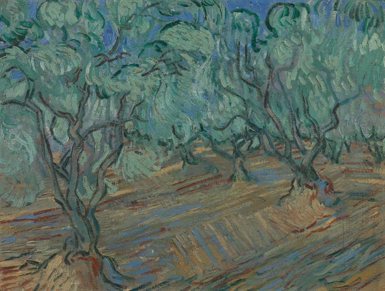 Olivenlund av Vincent van Gogh
