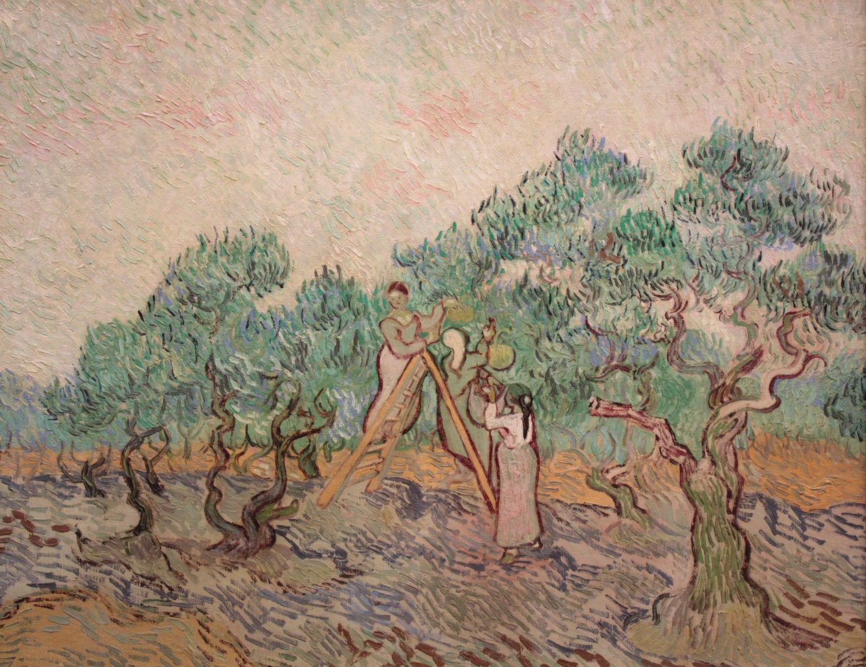 Olivenhagen av Vincent van Gogh