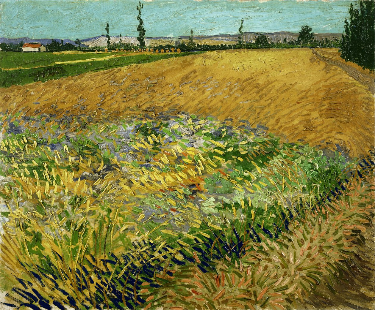 Hveteåker av Vincent van Gogh