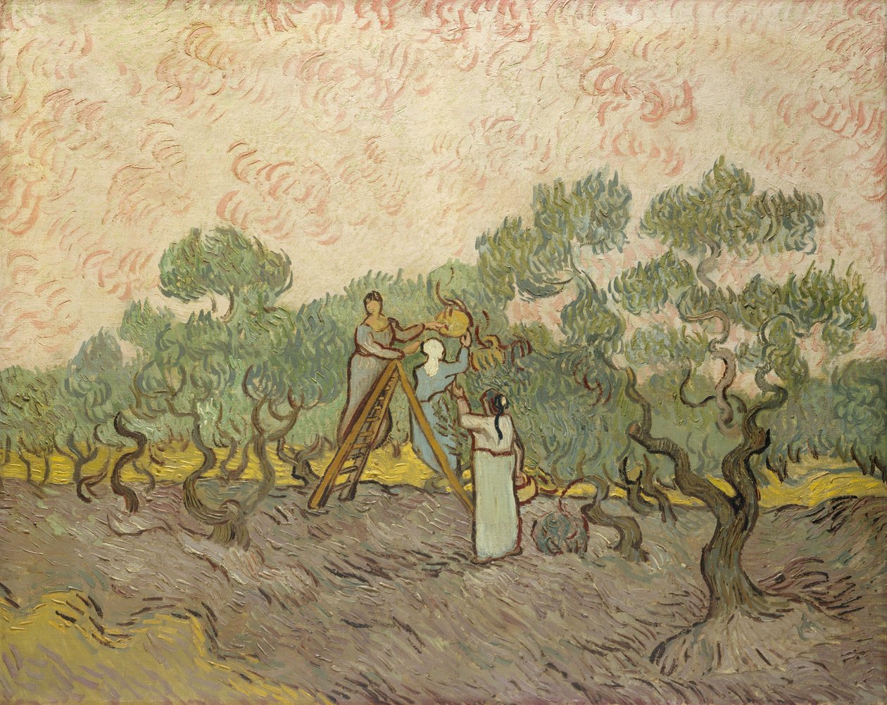 Kvinner som plukker oliven av Vincent van Gogh