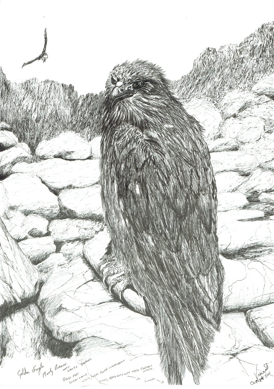 Eagles of the Highlands, 2011 av Vincent Alexander Booth