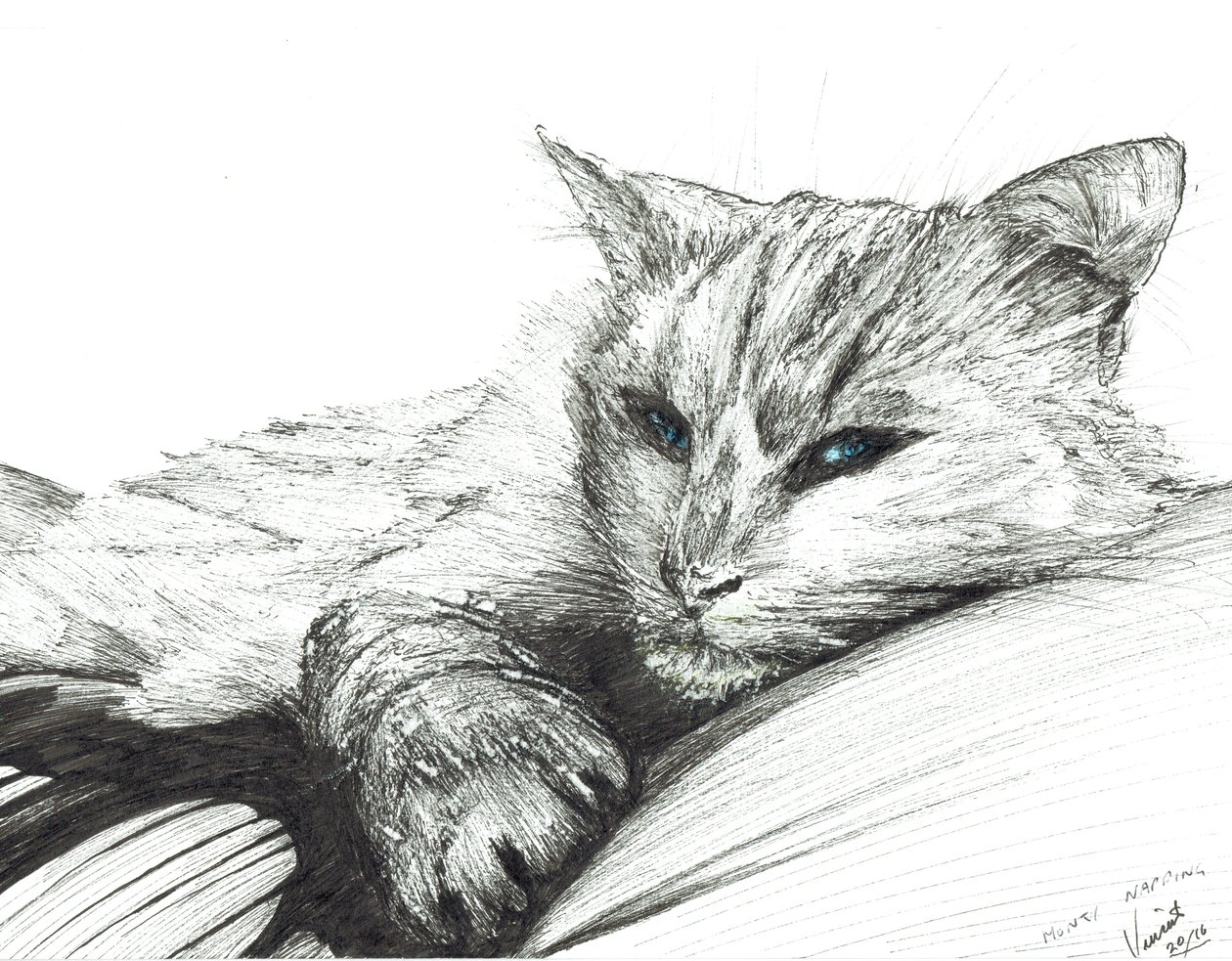 Monty,napping, 2016, (blekk på papir) av Vincent Alexander Booth
