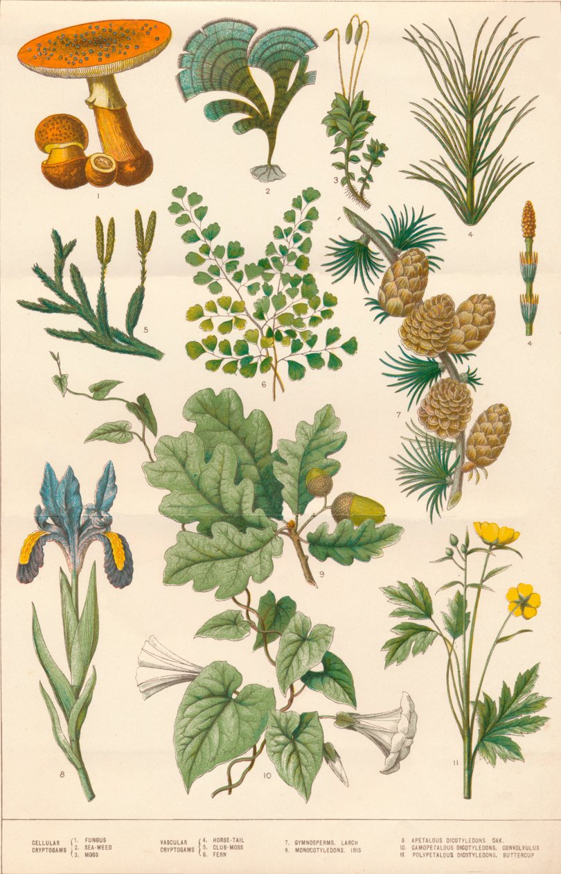 Botanisk illustrasjon, c1880-tallet. av Vincent Brooks Day and Son