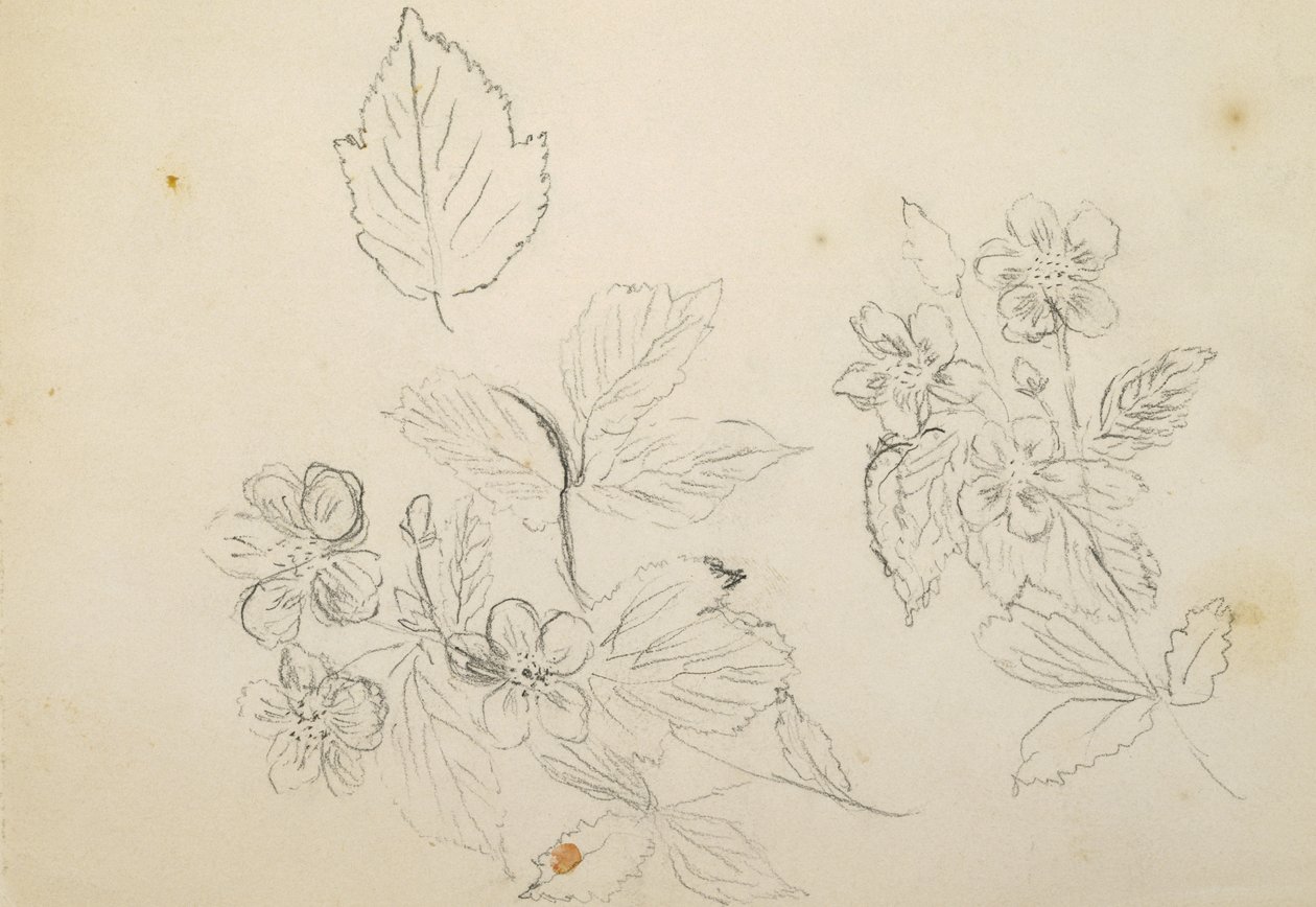 Rekto: Blomsterstudiet, 1869-1871 av Vincent Colyer