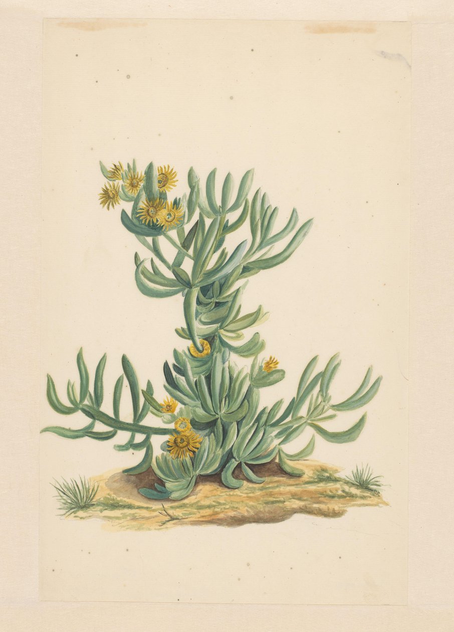 IJskruid (tittel på objekt) av Vincent Jansz. van der Vinne (attributed to)