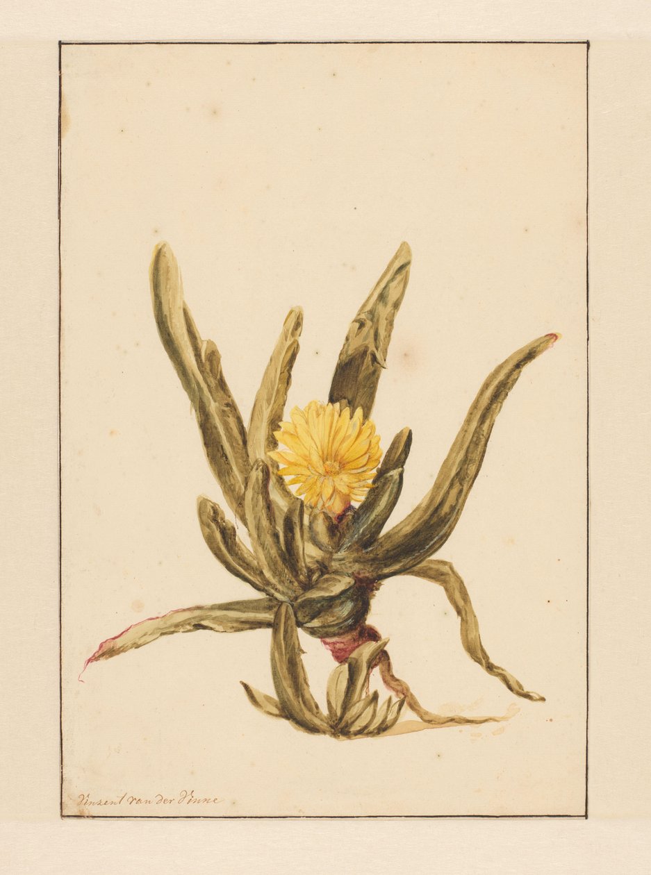 Isurt med gule blomster (tittel på objekt) av Vincent Jansz. van der Vinne