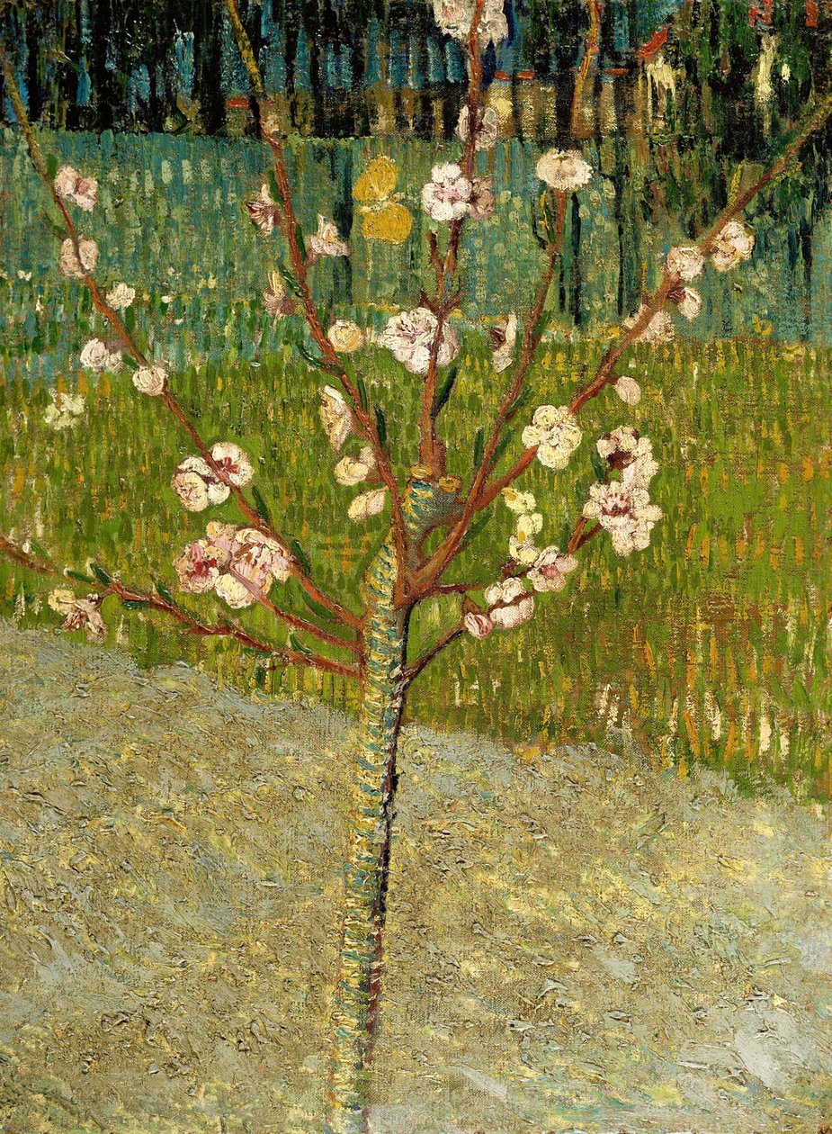 Mandeltre i blomst, 1888 av Vincent van Gogh