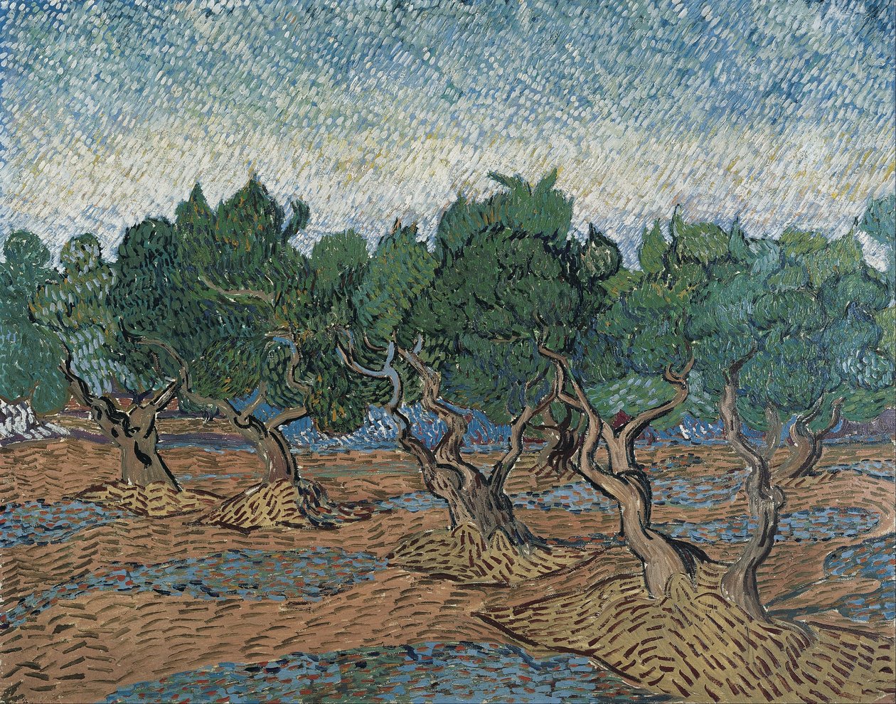 Olivenlund av Vincent van Gogh