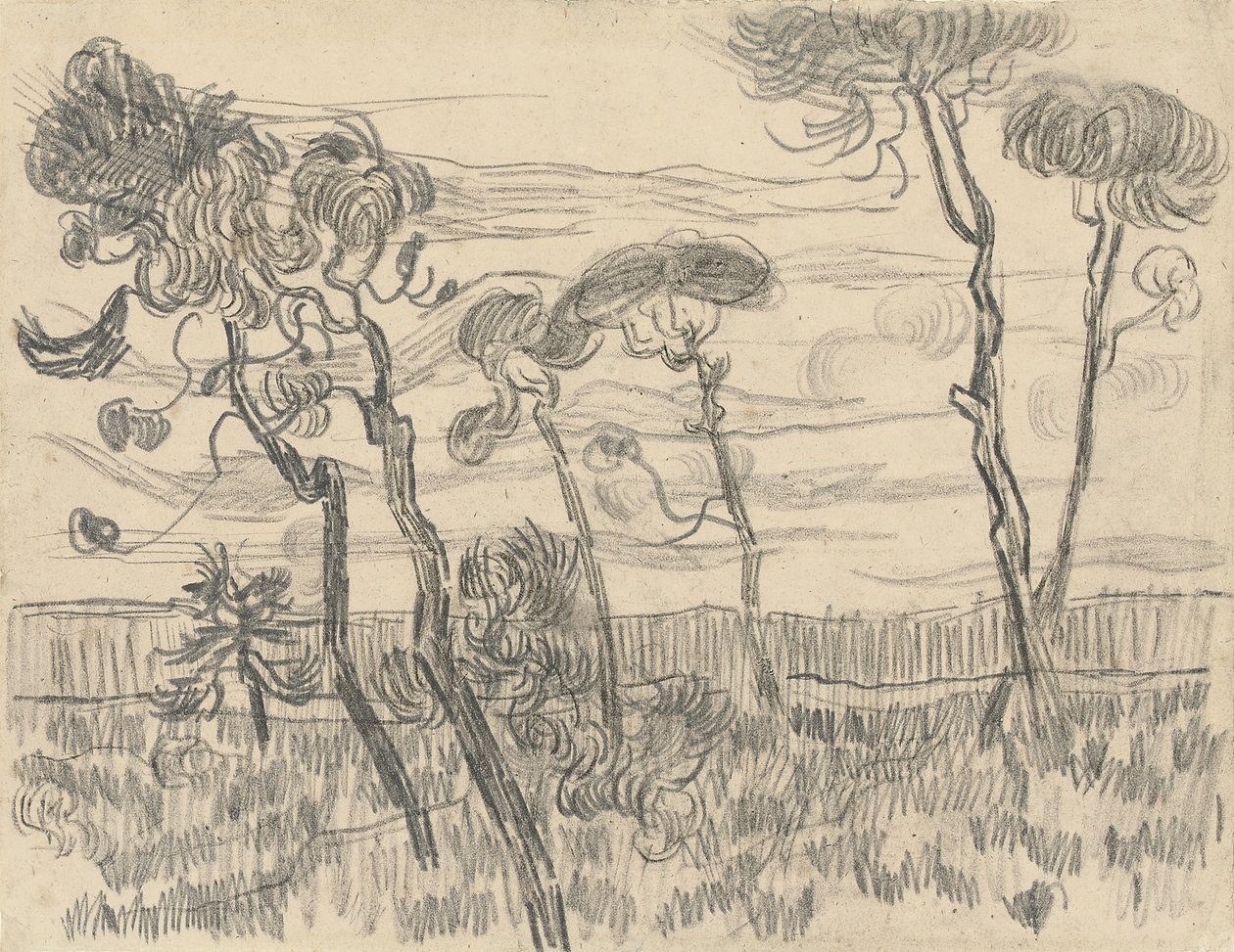 Seks furutrær nær innhegningsveggen, 1899 av Vincent van Gogh