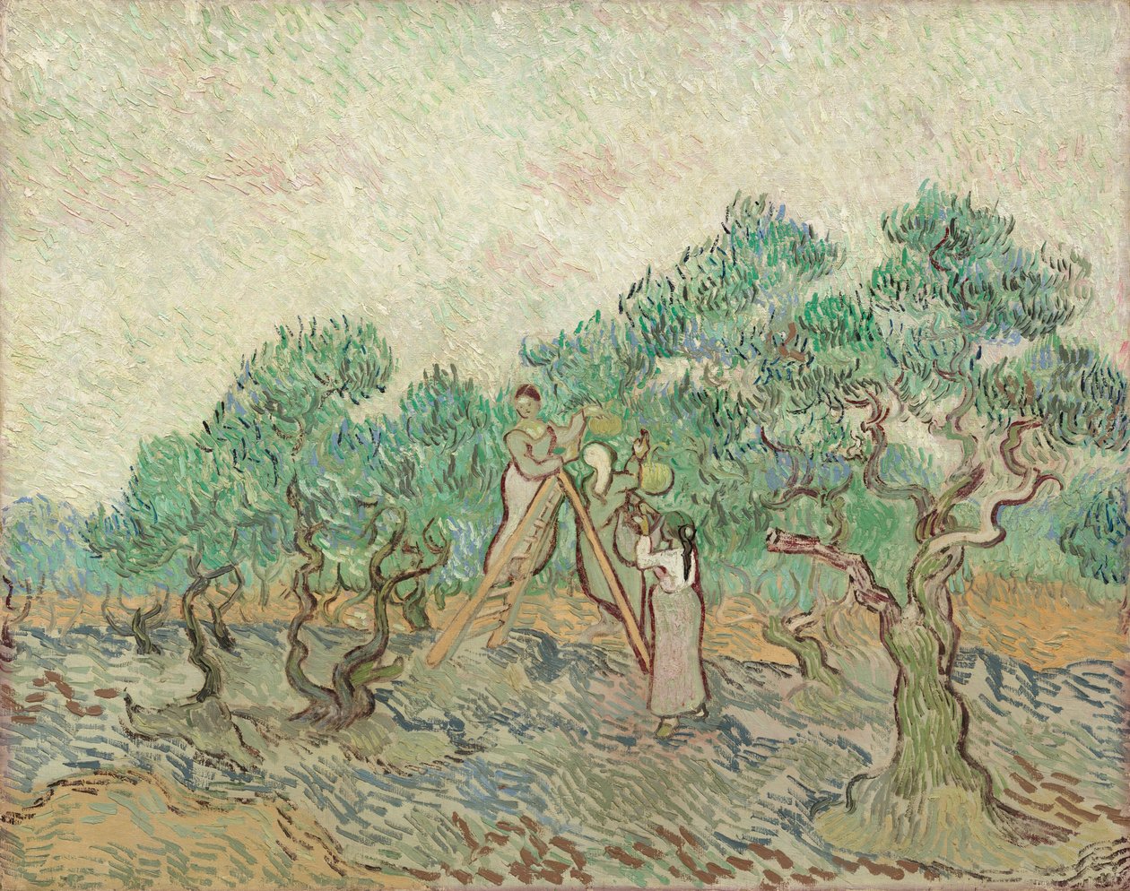 Olivenhagen, 1889. av Vincent van Gogh