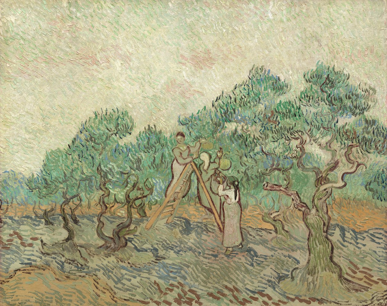 Olivenhagen, 1889 av Vincent van Gogh