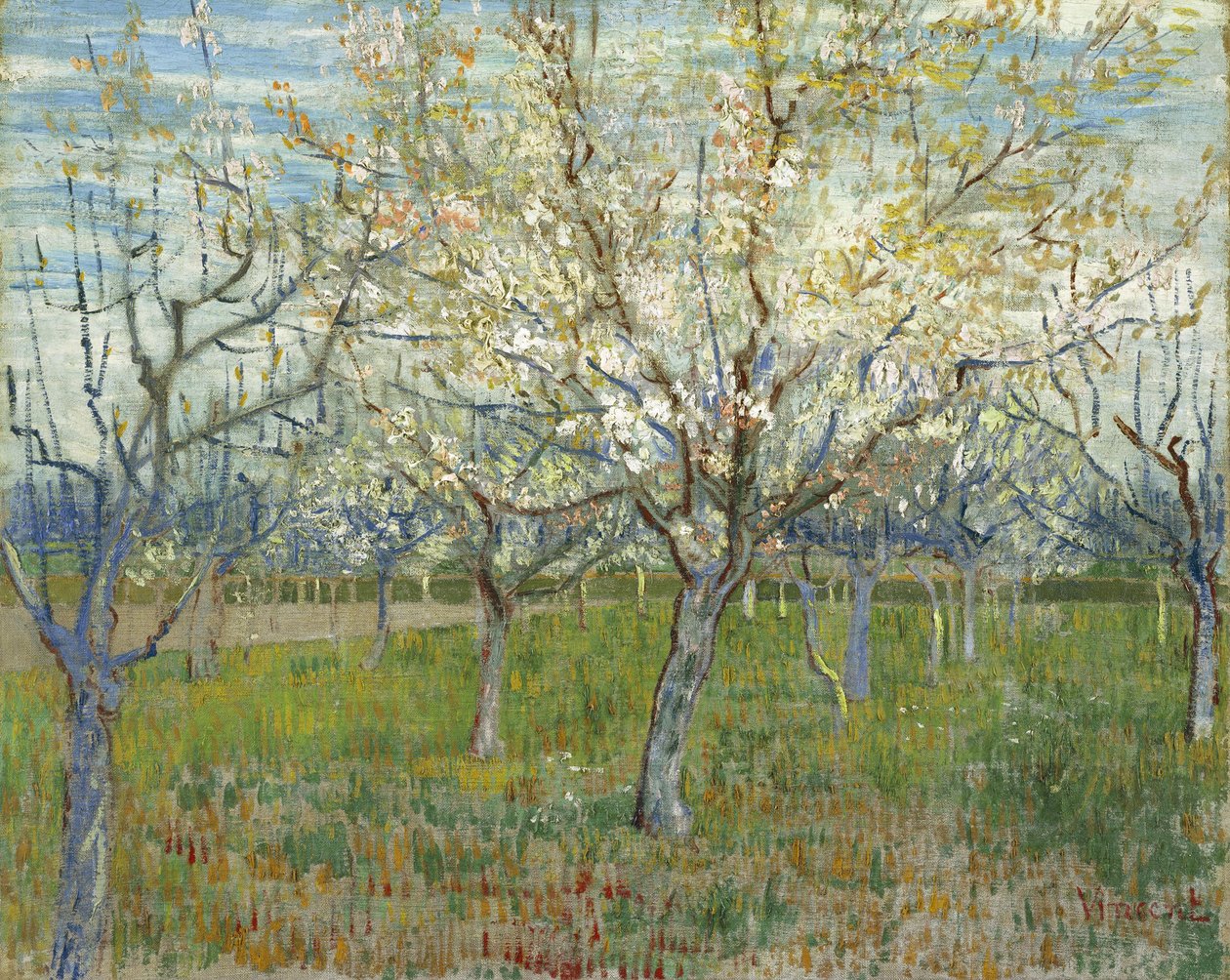 Den rosa frukthagen, også Frukthage med blomstrende aprikostrær av Vincent van Gogh