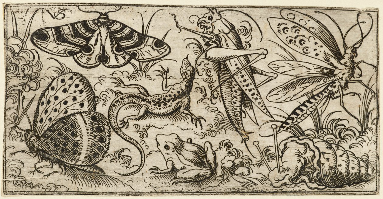 Gruppe av insekter og dyr på en vanlig mark med gress..., 1530 - 1562. av Virgil Solis