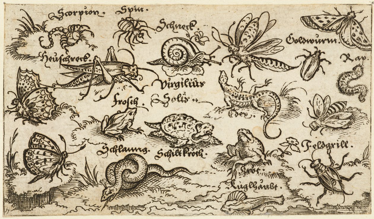 Insekter, krypdyr, snegler og fisk på minimal grunn med vann i forgrunnen..., 1572. av Virgil Solis