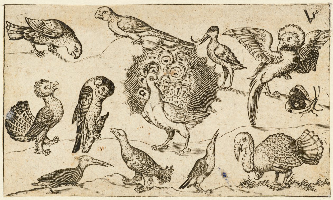 Påfugl i sentrum omgitt av ni andre fugler, inkludert en kalkun og en sommerfugl..., 1572. av Virgil Solis
