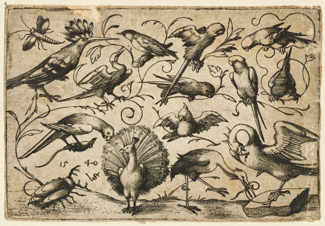 Ti fugler på små løvranker med en stork som binder en ranke rundt en pelikans ben..., 1540. av Virgil Solis