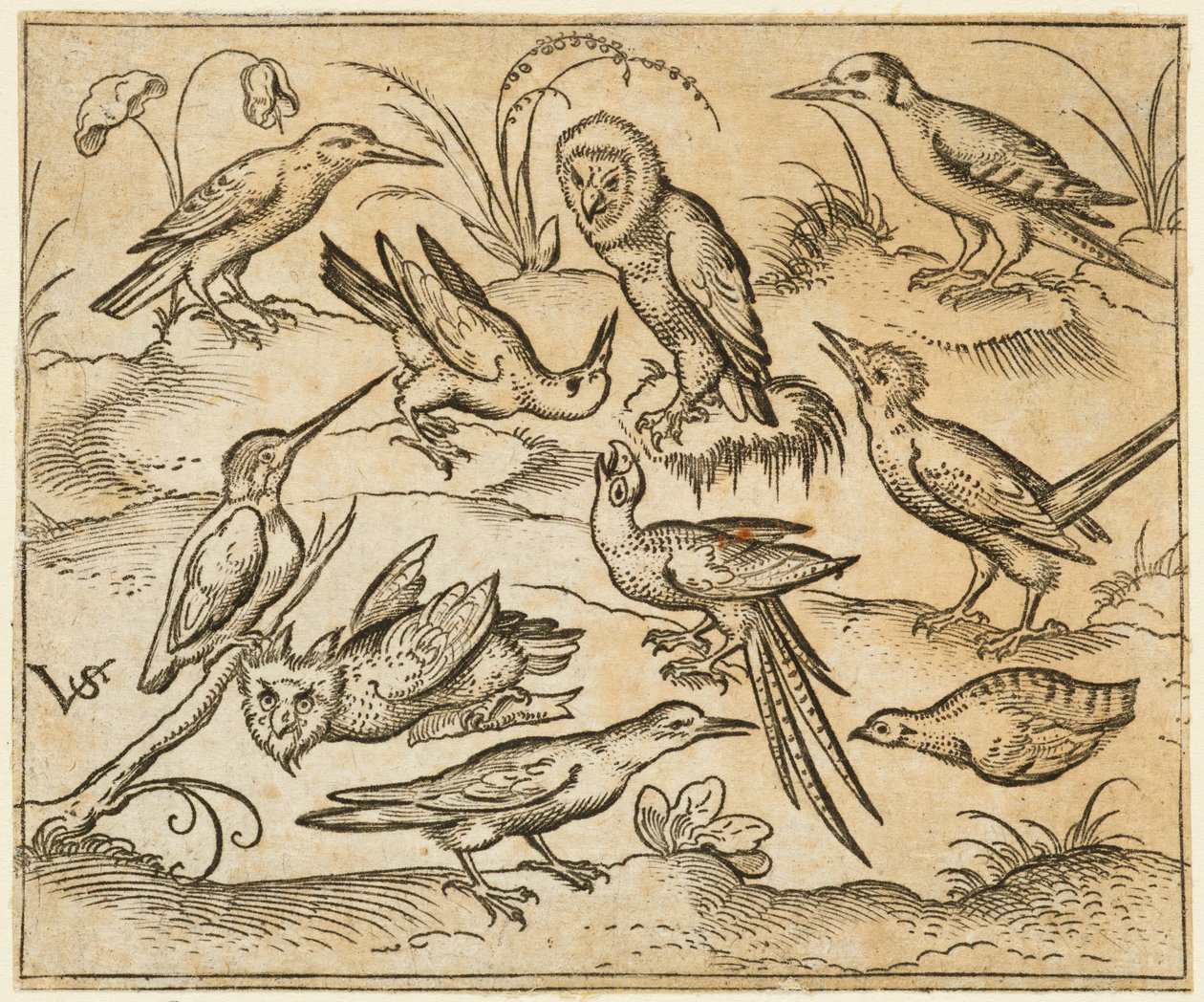 Ti fugler som sitter på grener og gressflekker, inkludert to ugler og en fugl..., 1557. av Virgil Solis