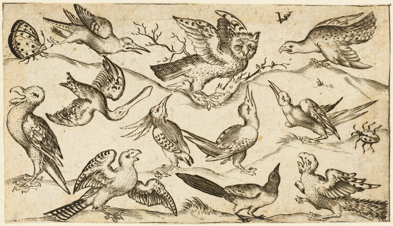Elleve fugler og to insekter på minimal bakke med ugle med utstrakte vinger sitter på en gren i midten med andre fugler rundt og erter ugle, fra Douce Ornament Prints Album I, etter 1572 (gravering på lagt papir) av Virgilius the elder (after) Solis