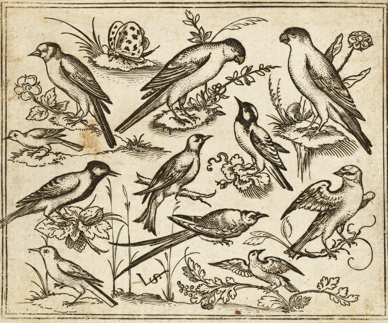 Elleve fugler som sitter på flekker med blomstrende løvverk og små greiner på en minimal bakke med en sommerfugl, fra Douce Ornament Prints Album I av Virgilius the elder (after) Solis