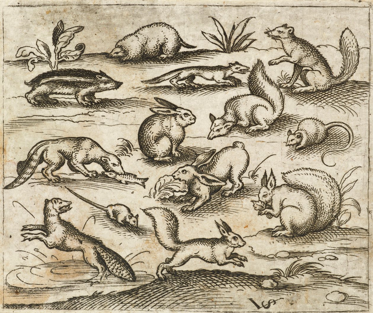 Gruppe av små skogsdyr som spiser og løper rundt et tjern, inkludert en mus, kanin, ekorn, vaskebjørn, trebukker, ilder, mår og grevling, fra Douce Ornament Prints Album I av Virgilius the elder (after) Solis
