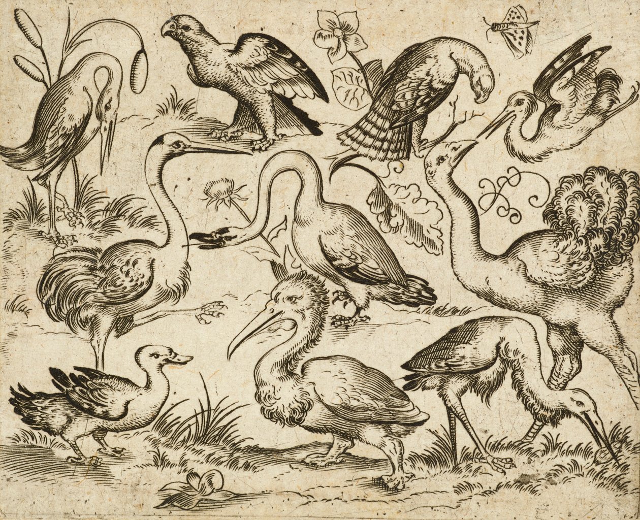 Struts på venstre side med ni andre fugler, inkludert en hegre og en pelikan, avbildet på minimal grunn med blader rundt noen av fuglene, fra Douce Ornament Prints Album I, etter 1557 (gravering og etsing på lagt papir) av Virgilius the elder (after) Solis