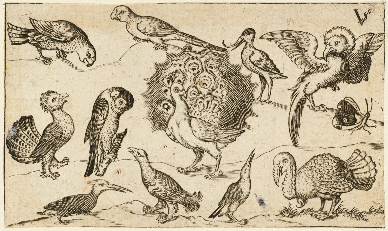 Påfugl i sentrum omgitt av ni andre fugler, inkludert en kalkun, og en sommerfugl på en minimal bakke med en liten gressflekk, fra Douce Ornament Prints Album I av Virgilius the elder (after) Solis
