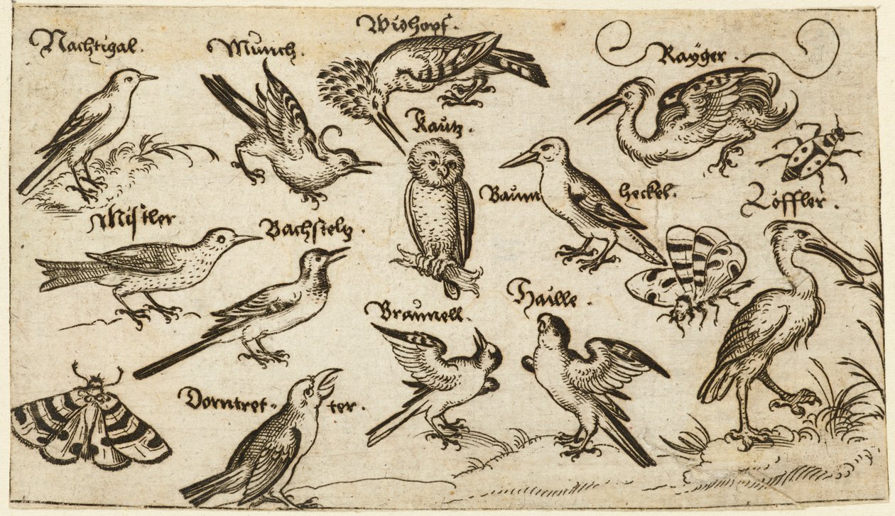 Tolv typer fugler, inkludert en ugle og pelikan, individuelt merket og plassert på en minimal bakke omgitt av en møll, sommerfugl og marihøne, fra Douce Ornament Prints Album I av Virgilius the elder (after) Solis