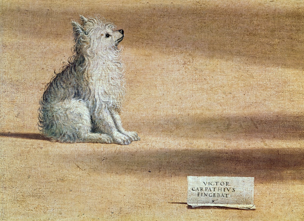Visjon av St. Augustine, detalj av hunden, 1502-08 av Vittore Carpaccio