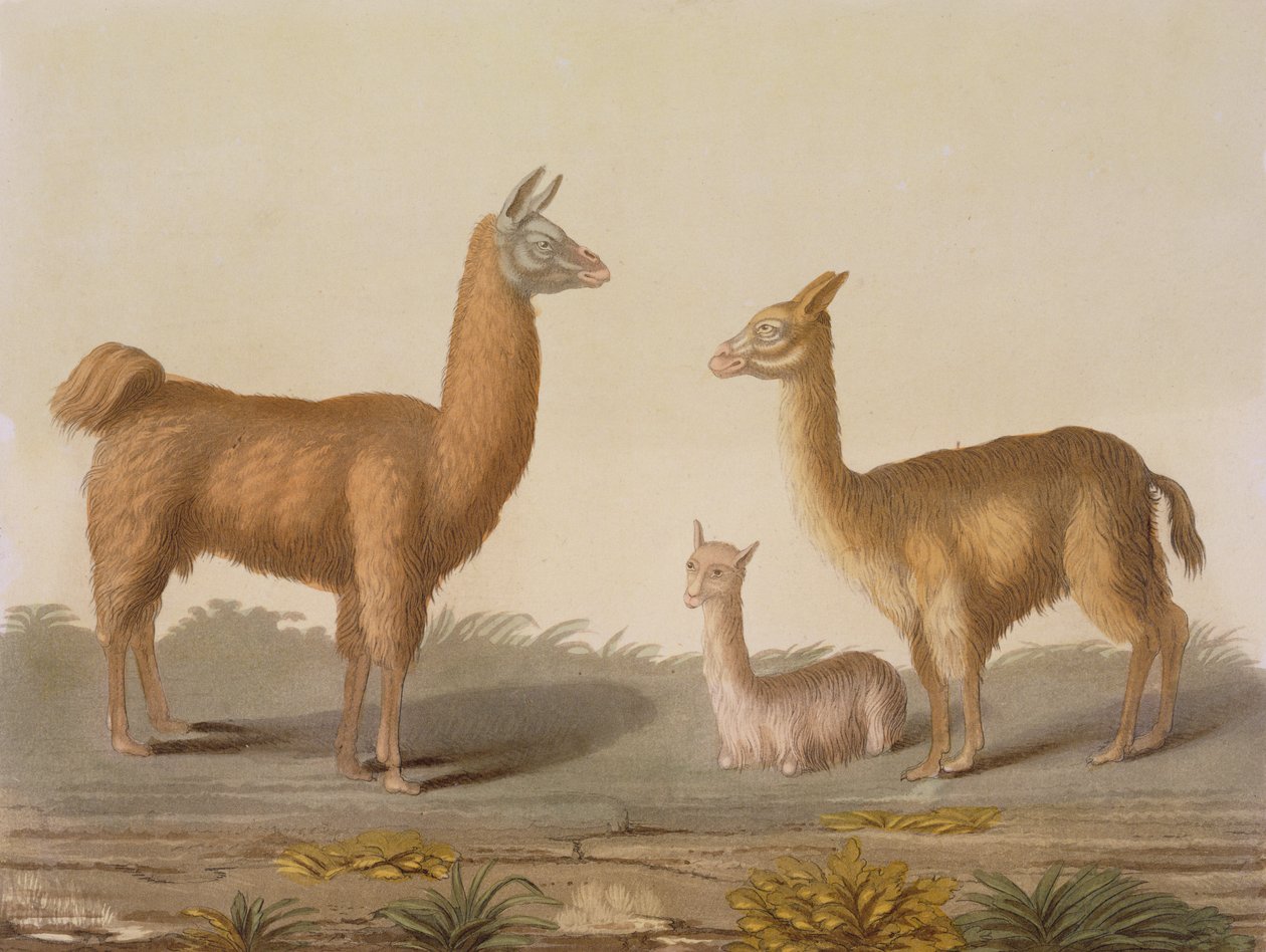 Alpakka (til venstre) og Vicuna (til høyre) lamaer, fra Le Costume Ancien et Moderne, bind II, plate 12, av Jules Ferrario, utgitt ca. 1820-30-tallet av Vittorio Raineri