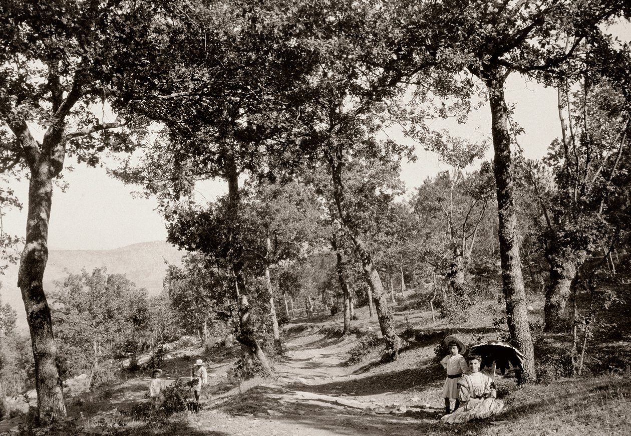 Gå gjennom skogen (s/hvitt bilde) av Vittorio Alinari