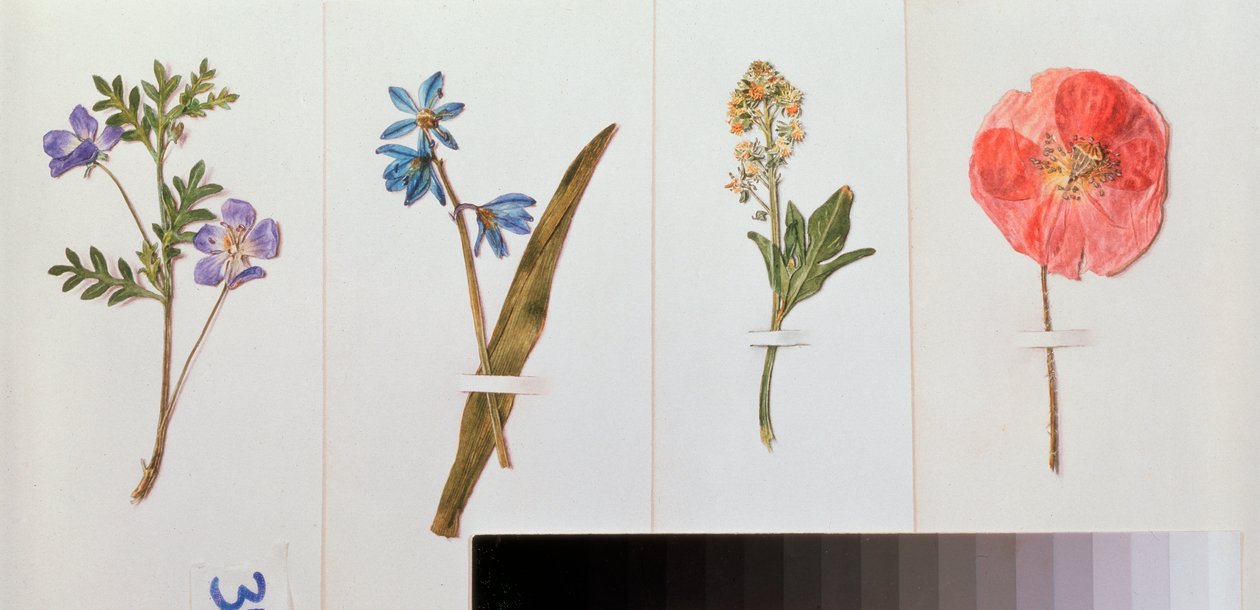 Fire ark med skrivepapir (markblomster) - Fire ark med skrivepapir - Verk av Vladimir Pavlovich Sokolov (1860-1913), akvarell på papir - russisk kunst, stilleben av Vladimir Pavlovich Sokolov