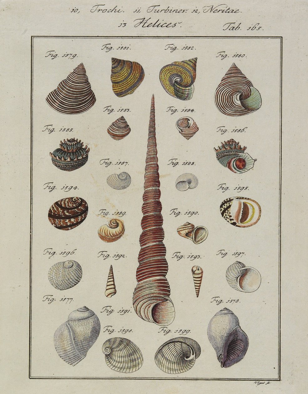 Sjøskjell: Trochi, Turbiner, Neritae Helices, fra Neues Systematisches Conchylien-Cabinet, 1784 (håndfarget etsing og gravering) av Vogel