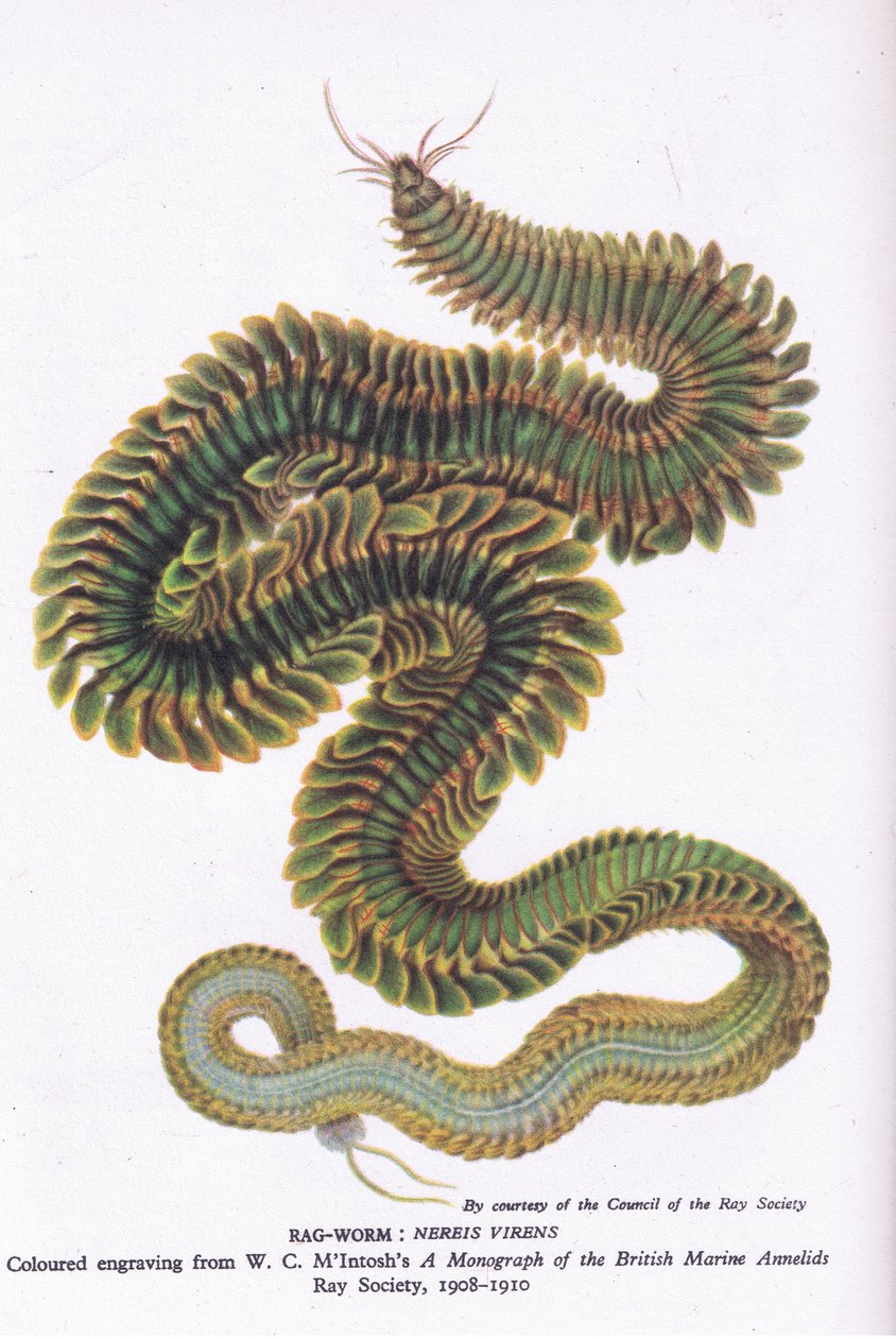 Ragworm, Nature in Britain utgitt av Collins, 1946 av W. C. McIntosh