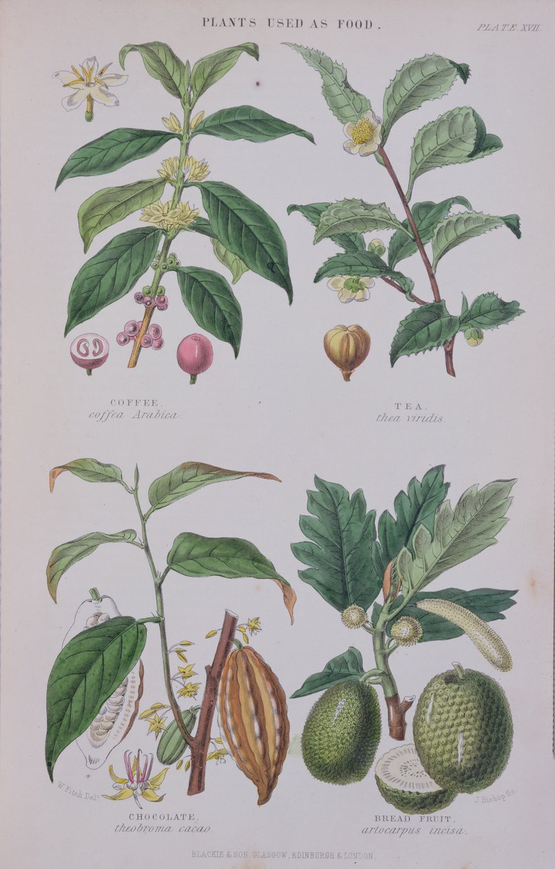 Kaffe, te, sjokolade og brødfrukt, tallerken fra en botanisk studie, gravert av J. Bishop, 1872 av W.H. Fitch