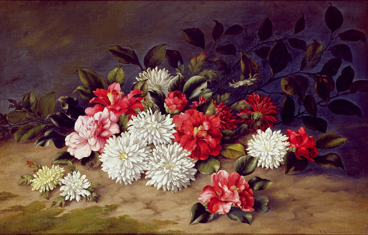 Stilleben av krysantemum og kameliaer, 1883 av W. R. Thompson