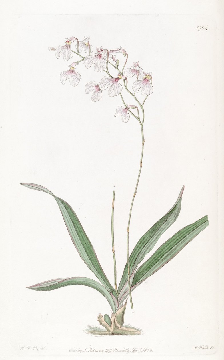 Ionopsis utricularioides_ av W.B.B.