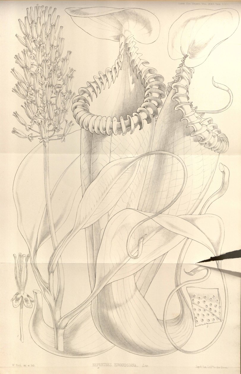 Nepenthes edwardsiana fra Transactions of the Linnean Society of London, vol. 22 av W.H. Fitch