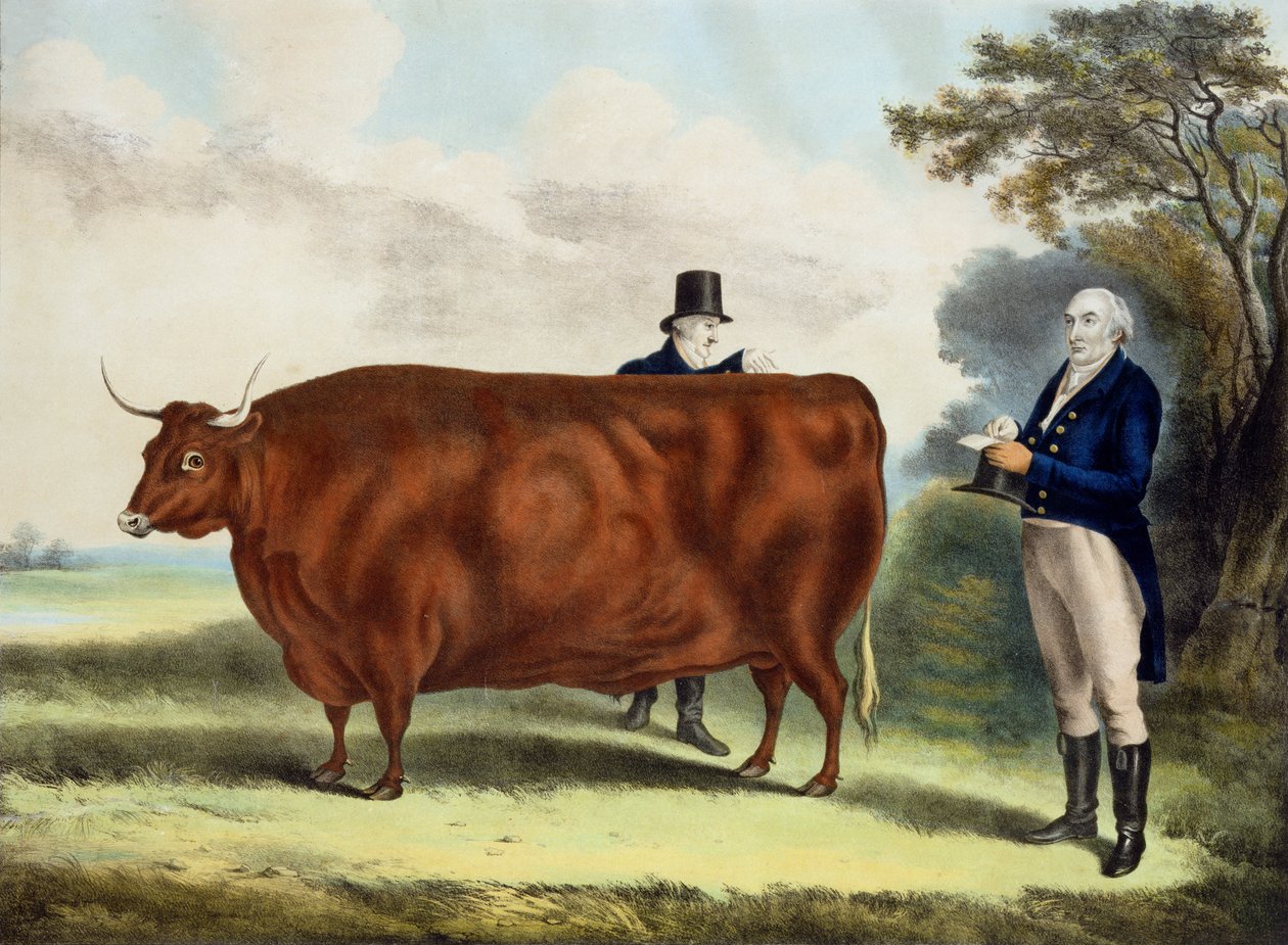 Portrett av T.W. Cola Esq. og kontorist Hilliard Esq. med en North Devon Ox (fargegravering) av W.H. Davis