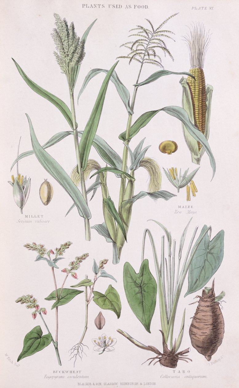 Hirse, mais, bokhvete og Taro, illustrasjon fra A History of the Vegetable Kingdom av William Rhind 1797-1874, 1872 fargegravering av W.H. Fitch