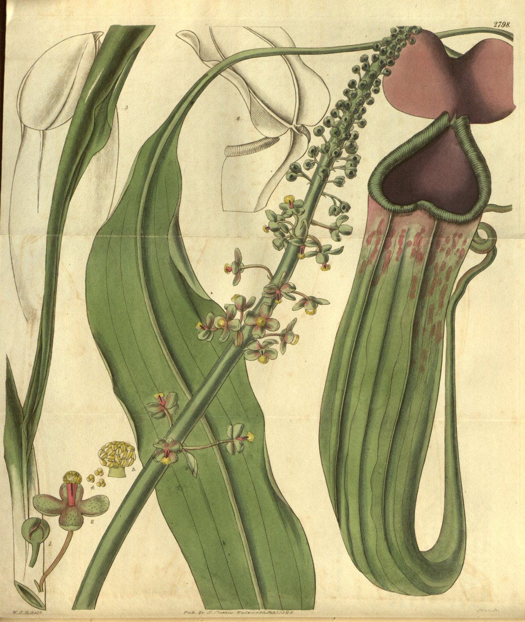 Nepenthes khasiana fra Curtis