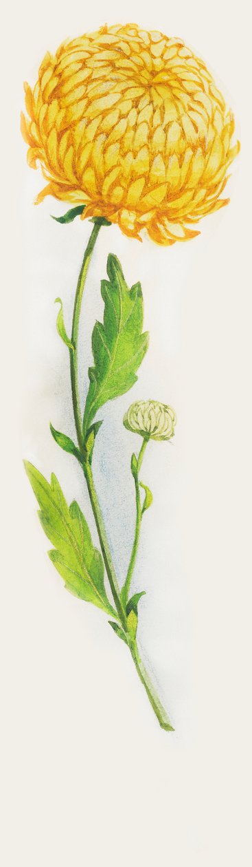 Krysantemum blomst, tegning av John Ward Dunsmore