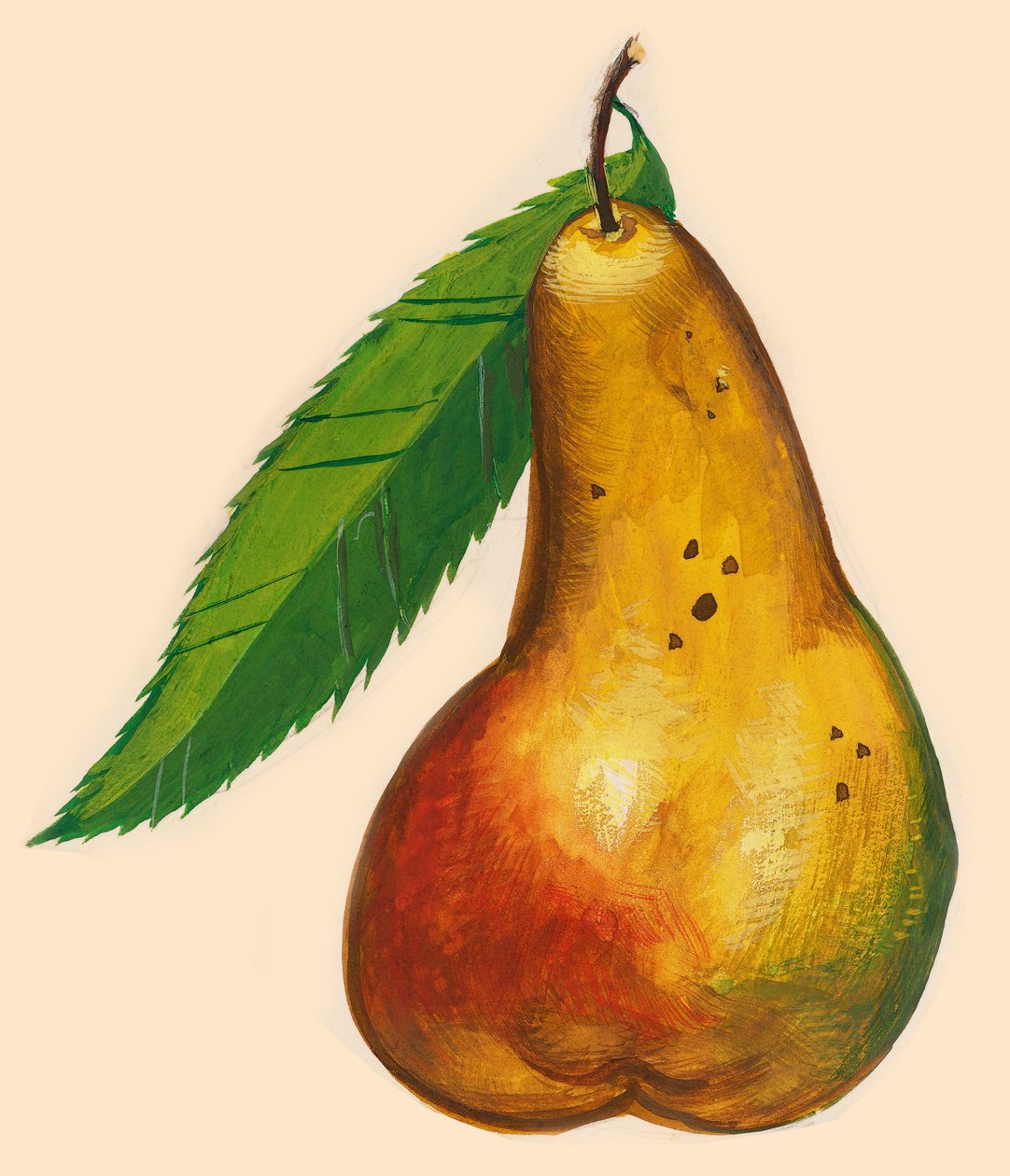 Pære med blad, tegning av John Ward Dunsmore
