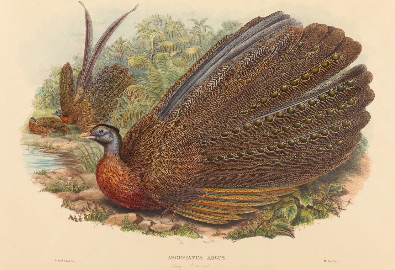 Argus Fasan (Argusianus Argus) av W. Hart
