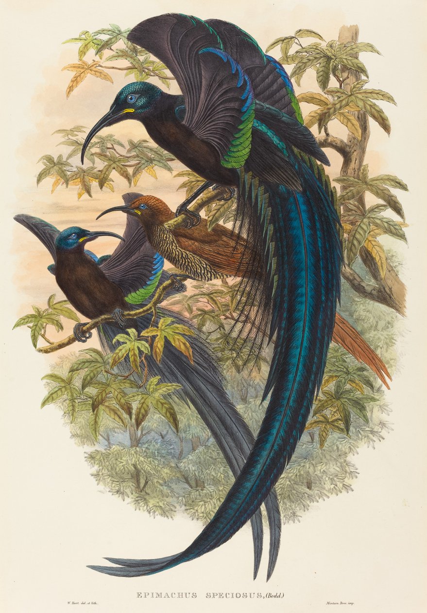 Epimachus speciosus (Sickle-billed Bird of Paradise) av W. Hart