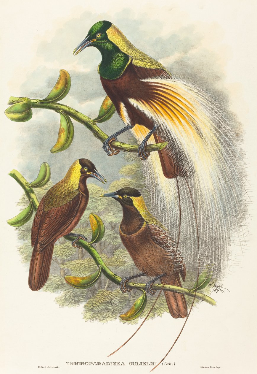 Trichoparadisea William av W. Hart