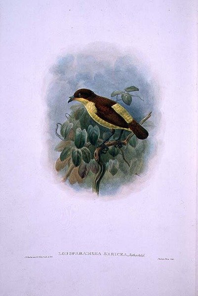 Loboparadisea serica, Waterbilled Bird of Paradise (farge litho) av W. and Keulemans J.G. Hart