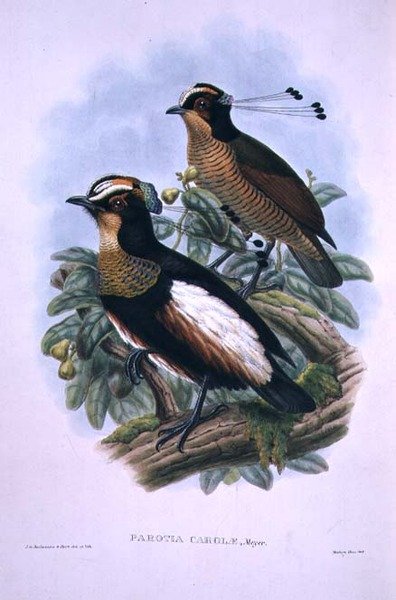 Dronning Carolas sekstrådede paradisfugl (litho i farge) av W. and Keulemans J.G. Hart