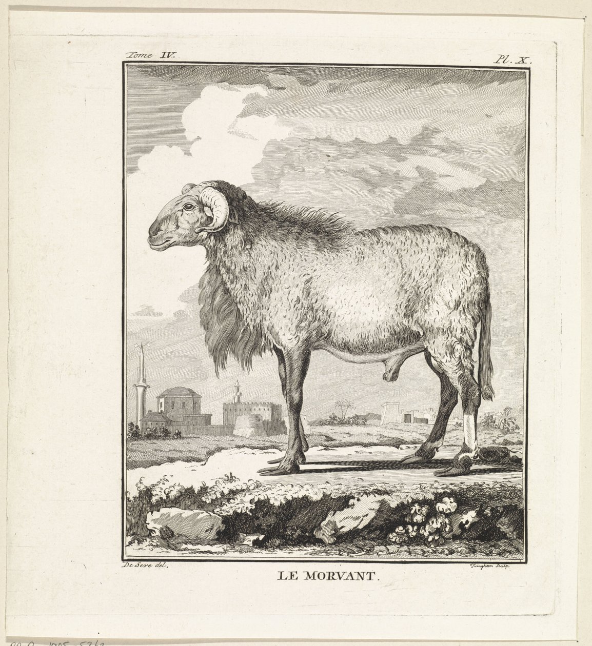 Ram Le Morvant (tittel på objekt) av W. Tringham