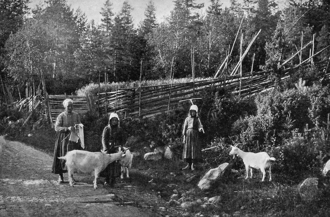 Geitehold i Dalarna, Sverige, 1908-1909. av Wald Zachrisson